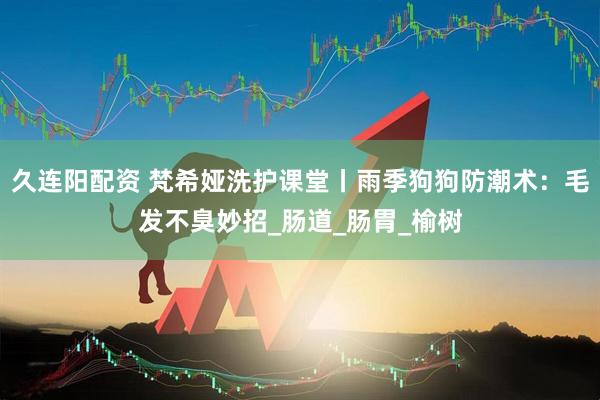 久连阳配资 梵希娅洗护课堂丨雨季狗狗防潮术：毛发不臭妙招_肠道_肠胃_榆树