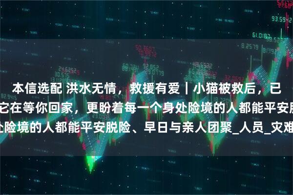 本信选配 洪水无情，救援有爱｜小猫被救后，已交由中小保悉心照料，它在等你回家，更盼着每一个身处险境的人都能平安脱险、早日与亲人团聚_人员_灾难_生命